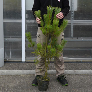 arbre de noel - pin rouge du japon en pot 3l